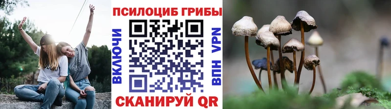 Псилоцибиновые грибы Cubensis  цены   Нижний Новгород 